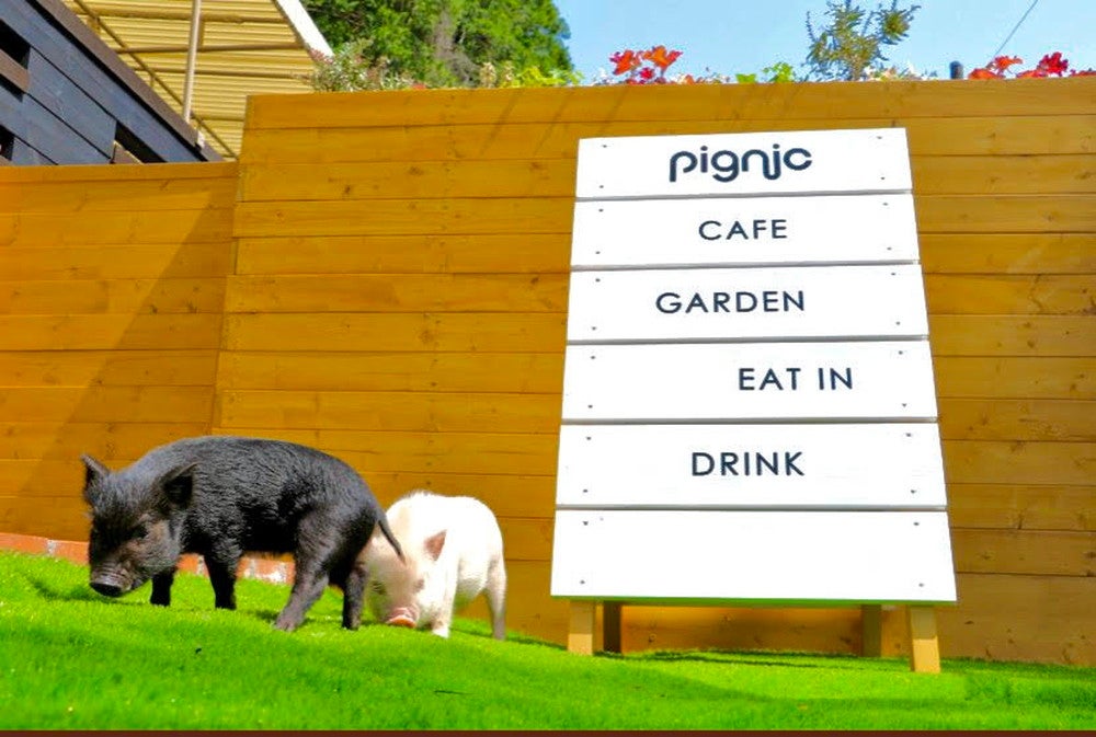 ピグニックファームアンドカフェ／画像提供：Littlepiggies