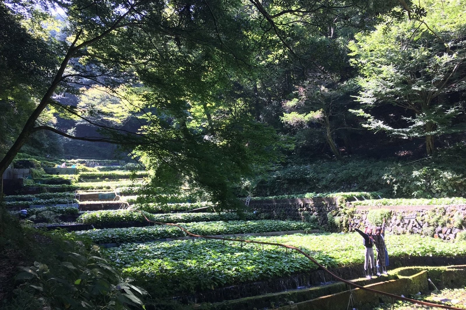 わさび田（C）TBS