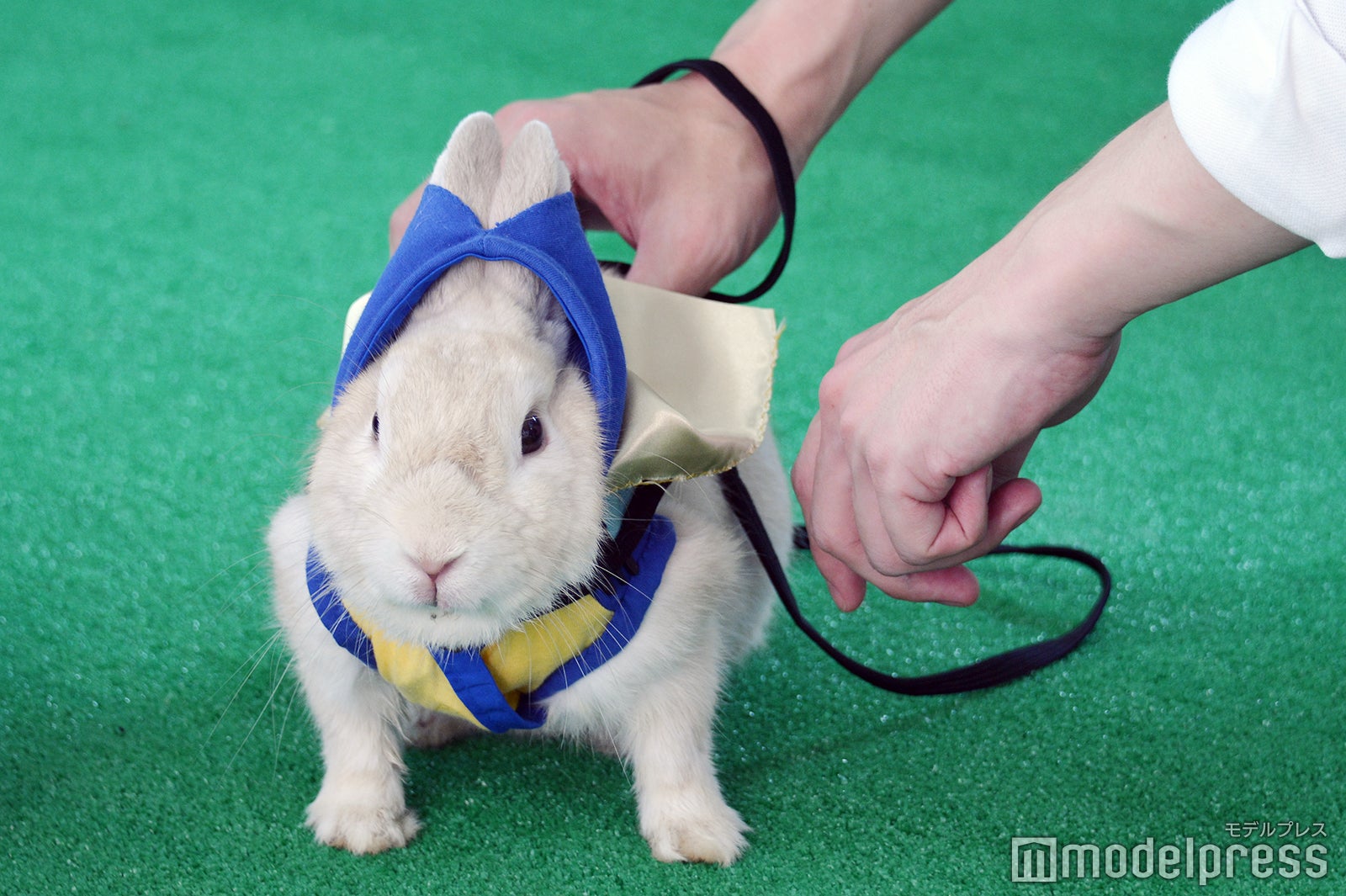 ようこそ！！ ワンガン夏祭り　THE ODAIBA 2019（C）モデルプレス