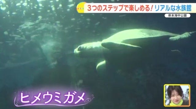 【和歌山】距離、ちかっ！大人も子どもも楽しめる「リアルな水族館」