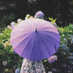 雨の中咲き誇るたくさんの紫陽花 ／photo by GIRLY DROP