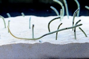 チンアナゴをじっくり観察／画像提供：京都水族館