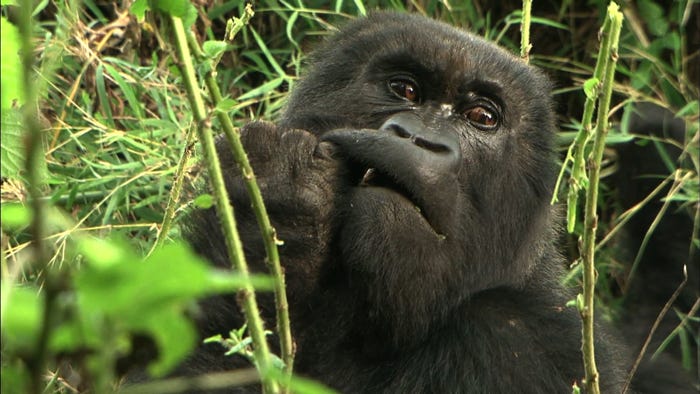 マウンテンゴリラ(C)日本テレビ