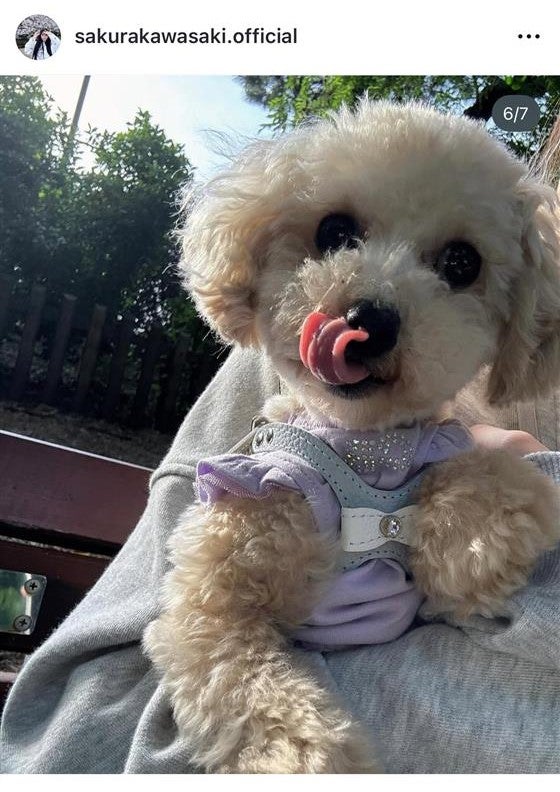 川崎桜「お気に入りの1枚」（提供写真）