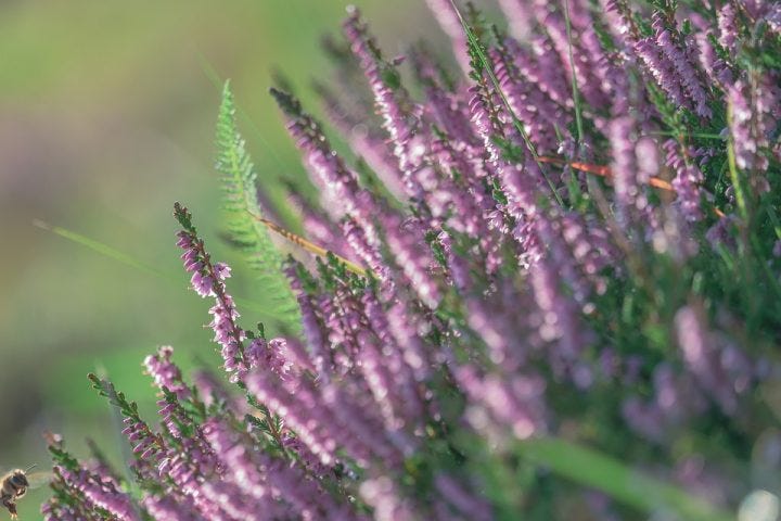 失恋の花言葉を持つ花たち14選 恋の終わりを意味する切ない花を季節別にご紹介 モデルプレス 失恋の花言葉を持つ花たち14選 恋の終わりを意味する切ない花を季節別にご紹介 モデルプレス