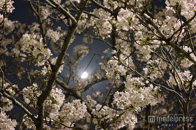 “月食花見”を楽しめるおすすめスポット4選／photo by halfrain【モデルプレス】
