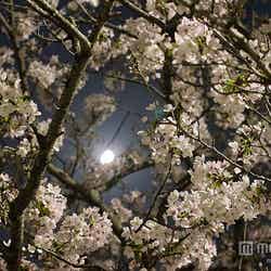 “月食花見”を楽しめるおすすめスポット4選/photo by halfrain【モデルプレス】