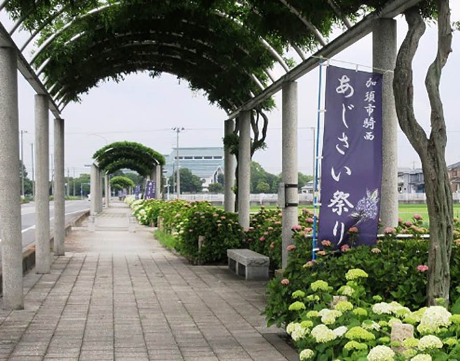 ふじとあじさいの道