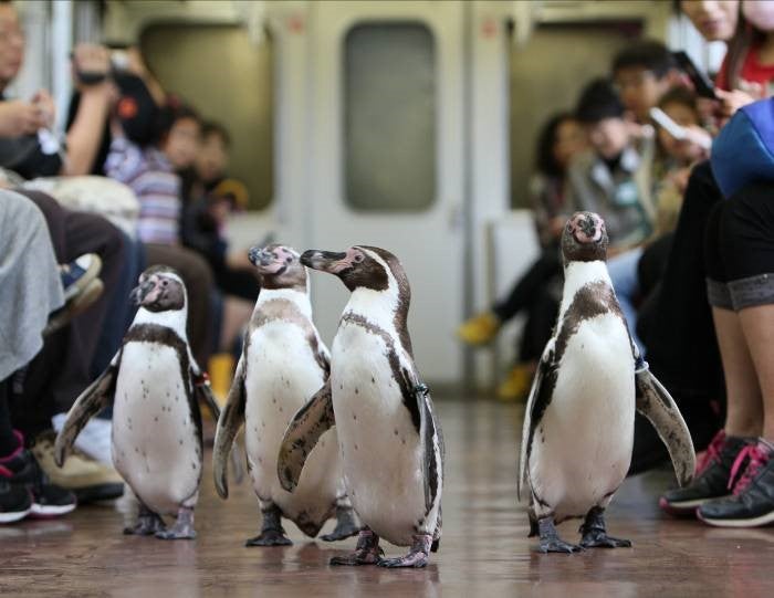 車内をペタペタ行進 ペンギン列車 が今年も運行 可愛いペンギンに癒される 女子旅プレス