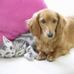 猫好きの人・犬好きの人の特徴!性格や恋愛の相性などを診断