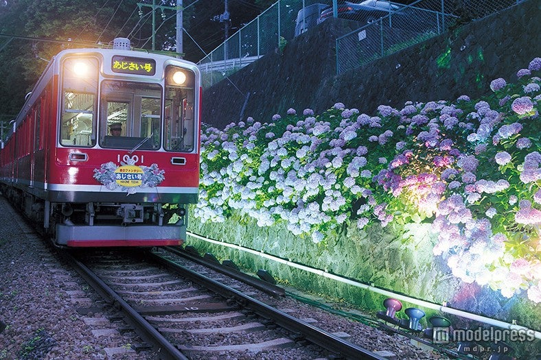 幻想的な箱根“あじさいライトアップ”昼夜2つの表情で魅了 あじさいスイーツも