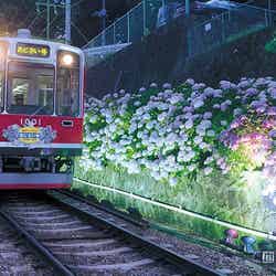 昼夜違った表情が楽しめる“あじさいライトアップ”が今年も実施/画像提供:小田急エージェンシー【モデルプレス】