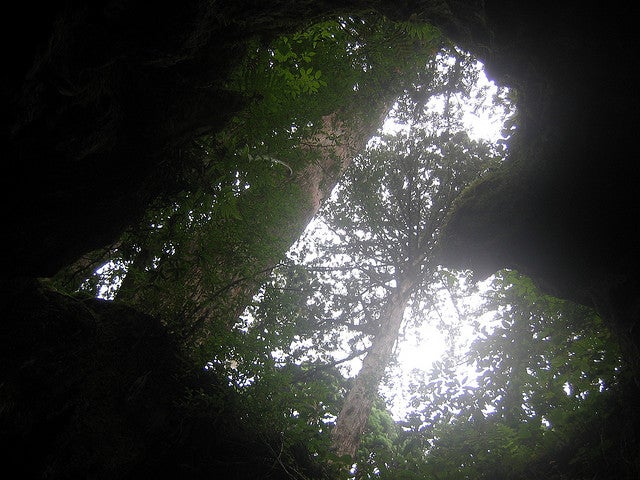 見上げるとハートが／Photo　by ajari