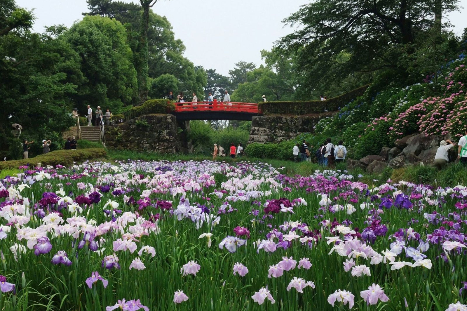 花菖蒲とあじさい／画像提供：（一社）小田原市観光協会