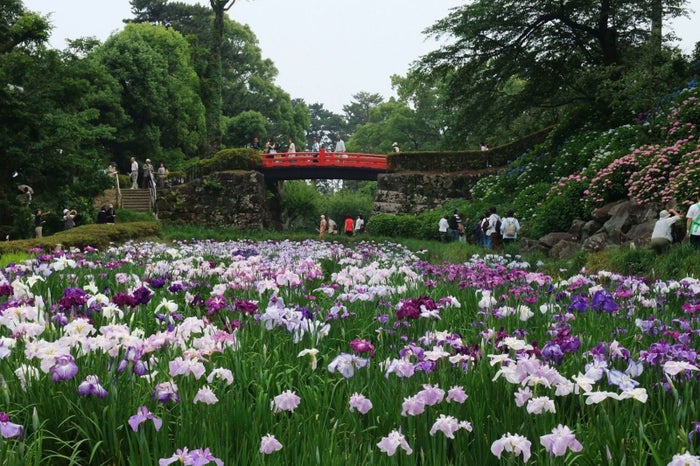 花菖蒲とあじさい／画像提供：（一社）小田原市観光協会