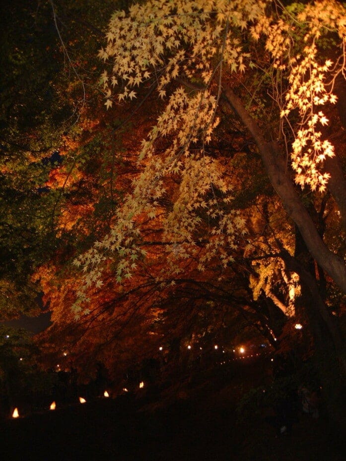 もみじ回廊の中で見上げる紅葉のライトアップ(2010年11月13日撮影)