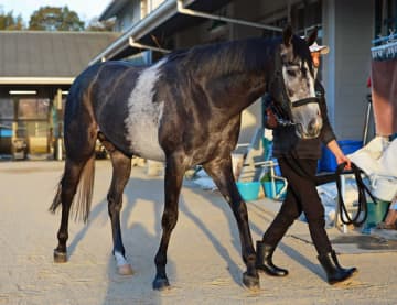 【新馬戦】チュオンソン 好時計マーク JRA通算3000勝に王手の名手・横山典と初星だ