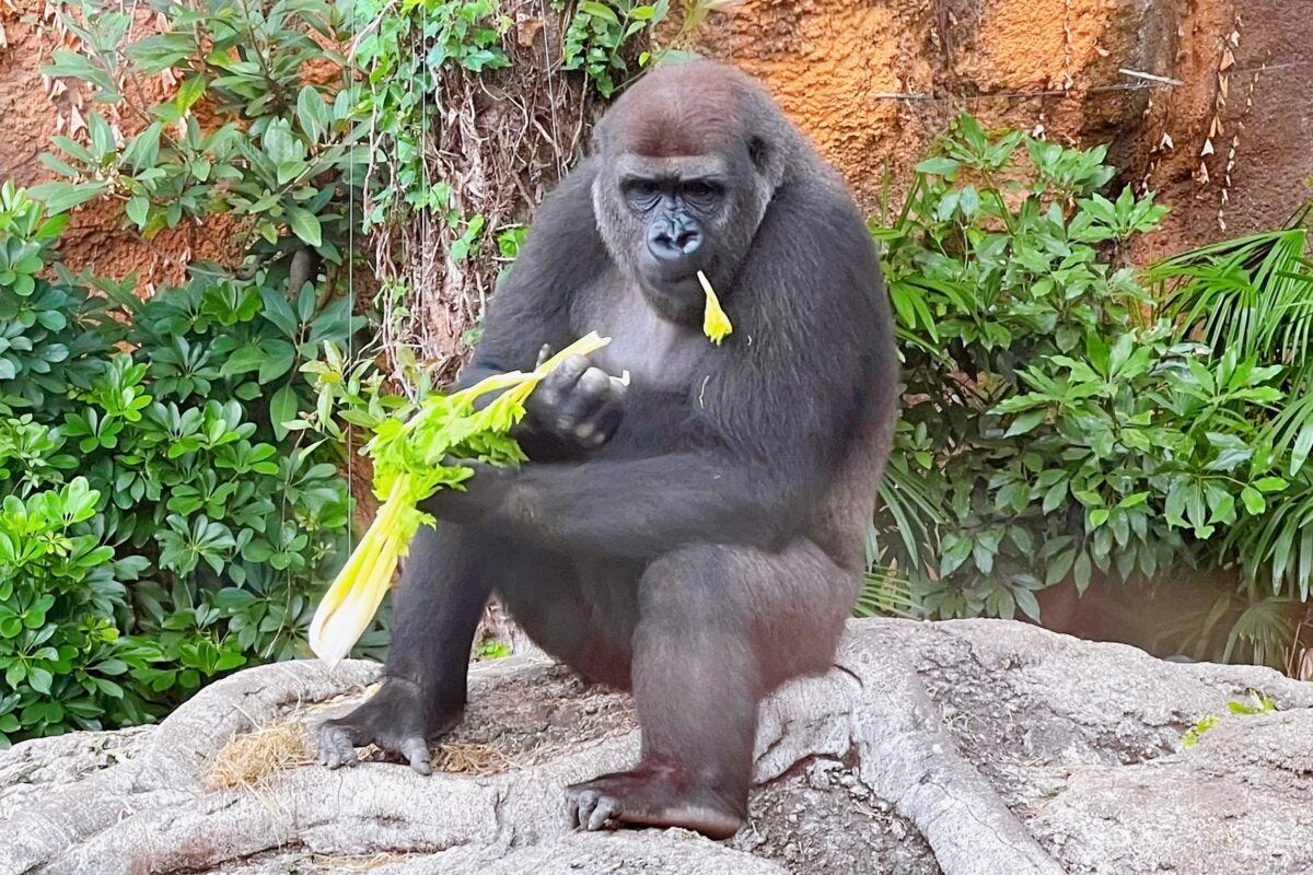 上野動物園　ゴリラ