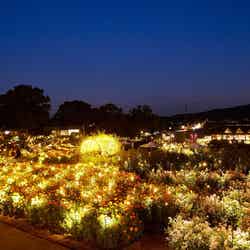 ライトアップの様子/提供画像