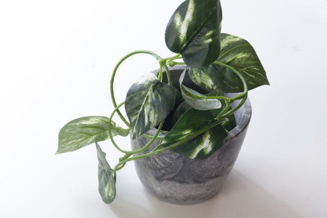 セリアのツル性植物がお洒落に飾れる植物用ワイヤー支柱