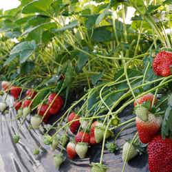 吉村農園/提供画像