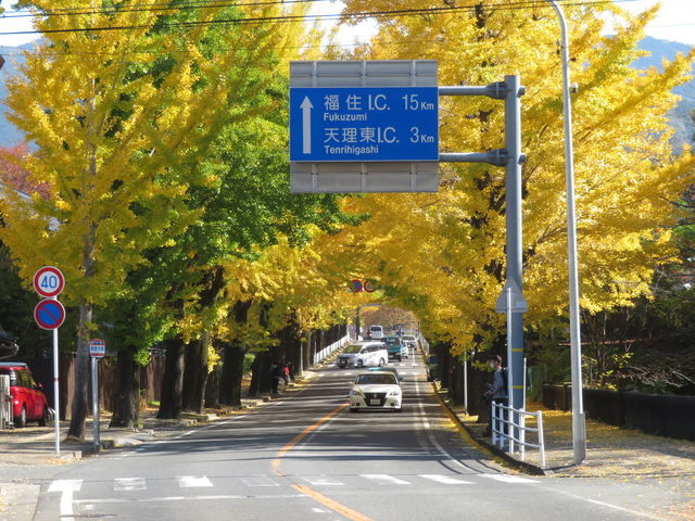 秋になると大変身!? 奈良で見つけた黄金色に染まるイチョウ並木