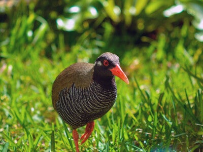 沖縄島北部の固有種で絶滅危惧種のヤンバルクイナ。ほとんど飛ぶことができず、走って移動する