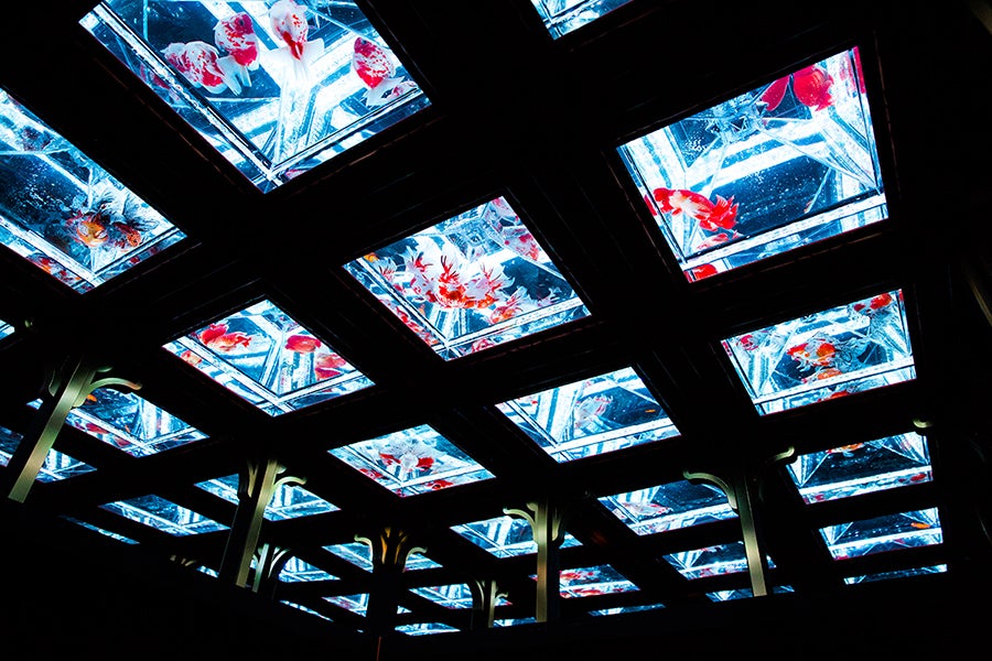 日本橋ナイトアクアリウム4