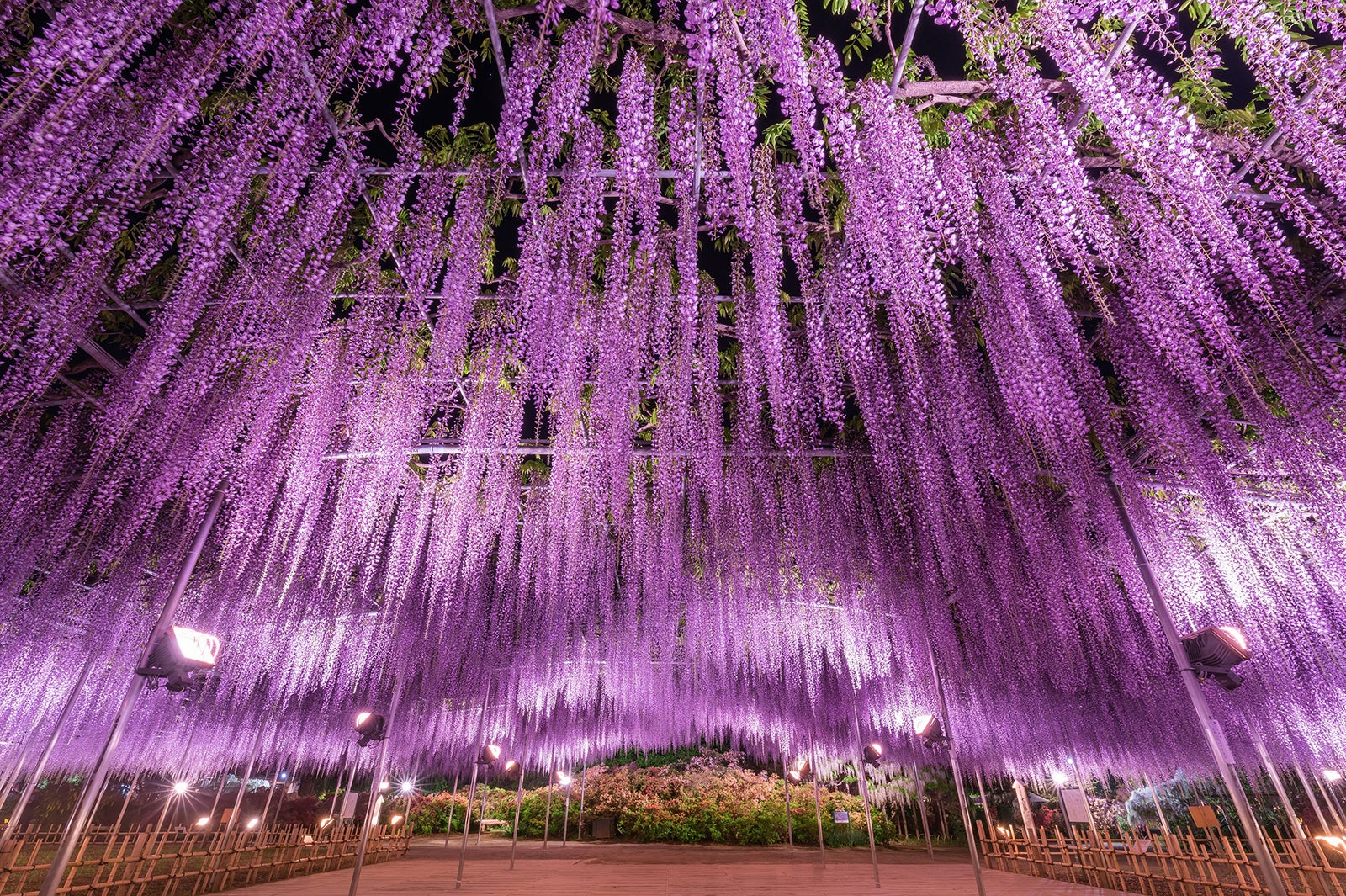 あしかがフラワーパーク ふじのはな物語 大藤まつり 350本以上の藤の花咲く絶景空間 女子旅プレス