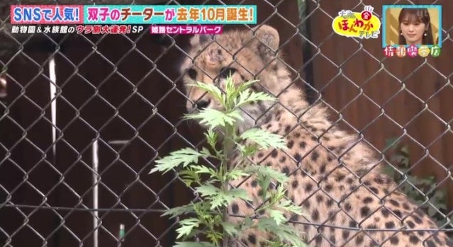 カワイイ姿がSNSで話題に…！人気の動物園・水族館のウラ側