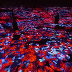 チームラボ《地形の記憶》、《境界のない群蝶 - 地形の記憶(仮)》(C)チームラボ