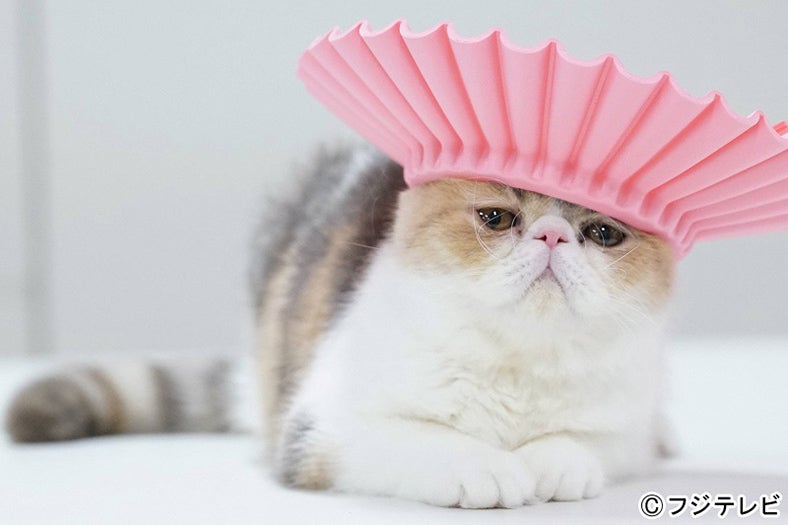 愛猫“ちくわ”「オトナ女子」第8話・場面カット／画像提供：フジテレビ