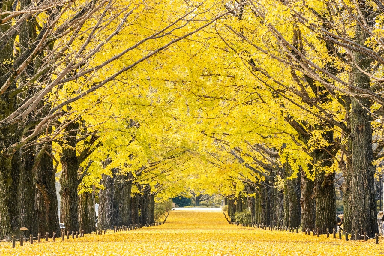 国営昭和記念公園／提供画像