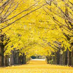 国営昭和記念公園/提供画像