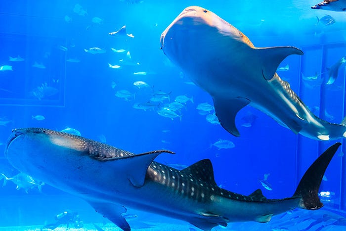 ジンベエザメが泳ぐ沖縄の海へ 沖縄美ら海水族館 モデルプレス ジンベエザメが泳ぐ沖縄の海へ 沖縄美ら海水族館 モデルプレス