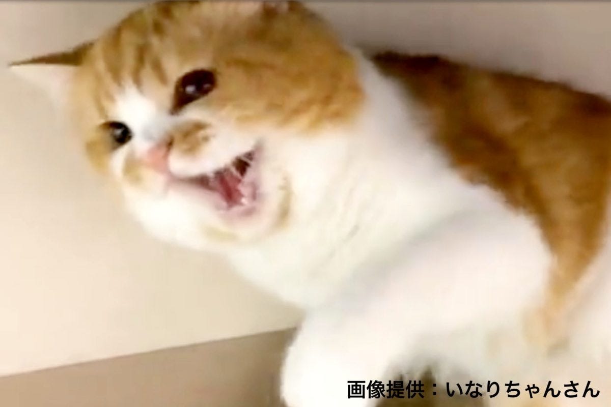 かわいい愛猫が突然のブチ切れ 飼い主に猛烈なパンチ浴びせる姿が話題に モデルプレス