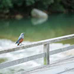 五十鈴川(C)モデルプレス