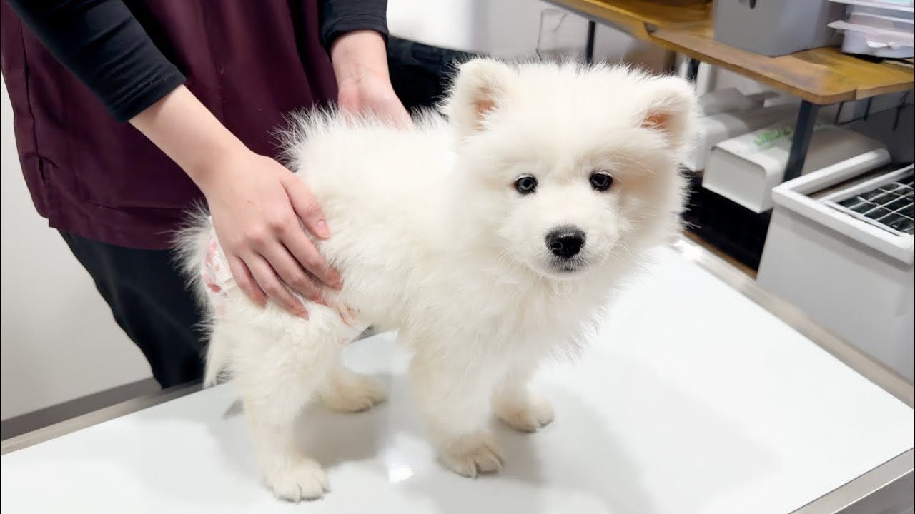 子犬の様子がおかしい?病院へ行った結果は…