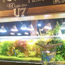 いつもの飲み会がグッとおしゃれになる『サウザカクテルショット』(C)モデルプレス