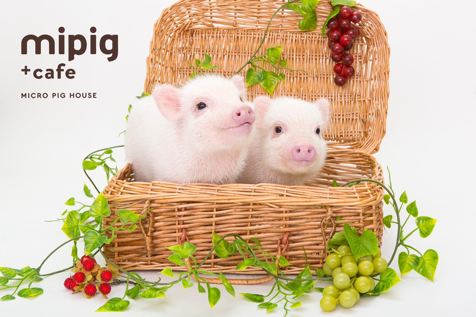 マイクロブタカフェ「mipig cafe（マイピッグカフェ）」大阪心斎橋に初出店