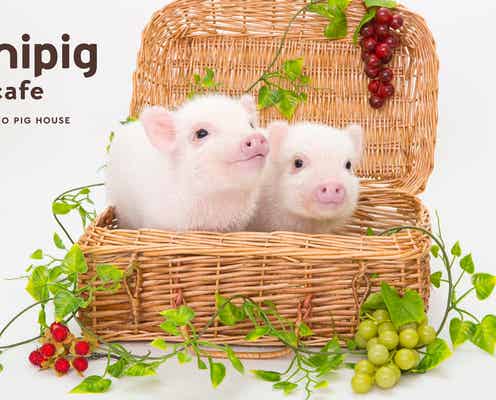 マイクロブタカフェ「mipig cafe(マイピッグカフェ)」大阪心斎橋に初出店