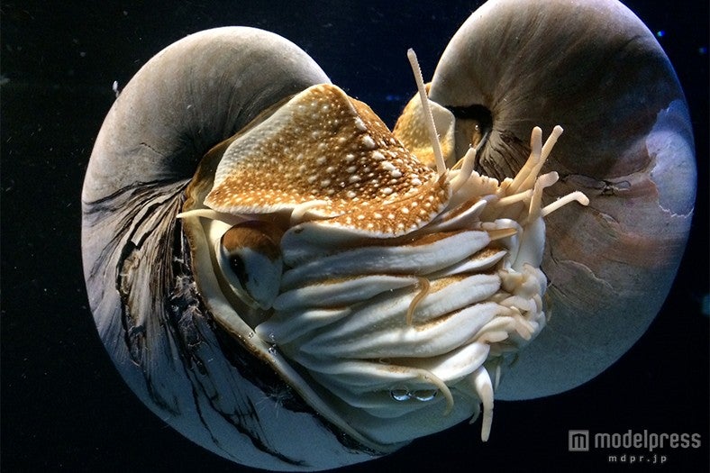 オウムガイ／画像提供：京都水族館