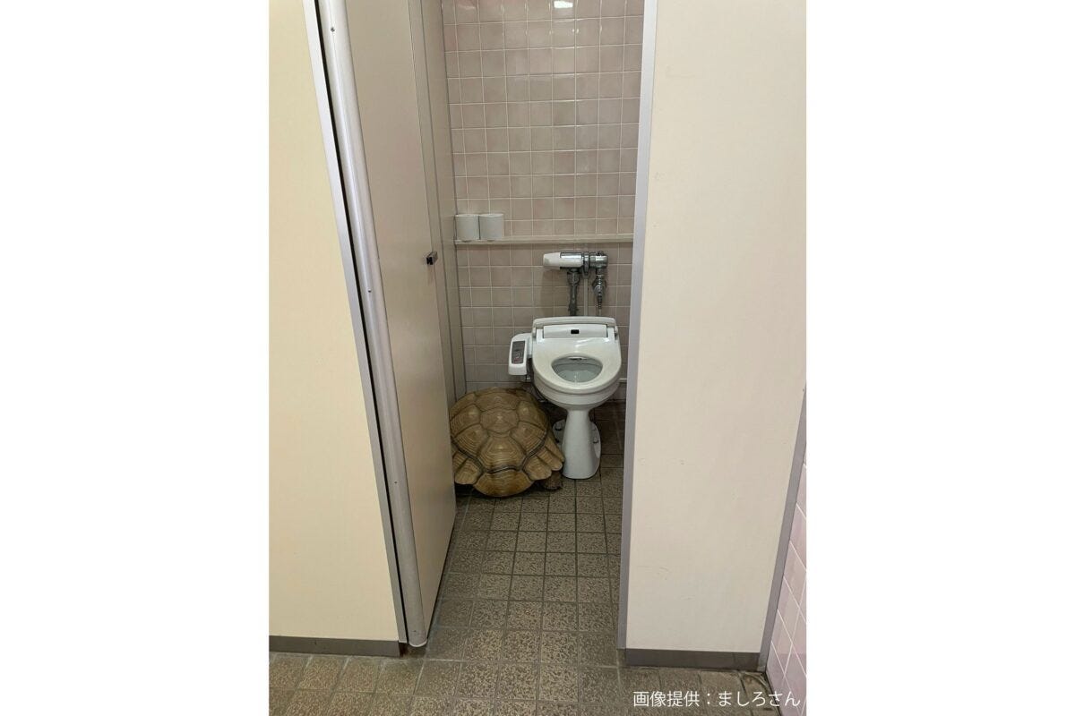 トイレに隠れるカメ
