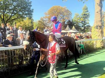 メイショウタバルはジャパンCか有馬記念へ アドマイヤテラとともに凱旋門賞から帰国