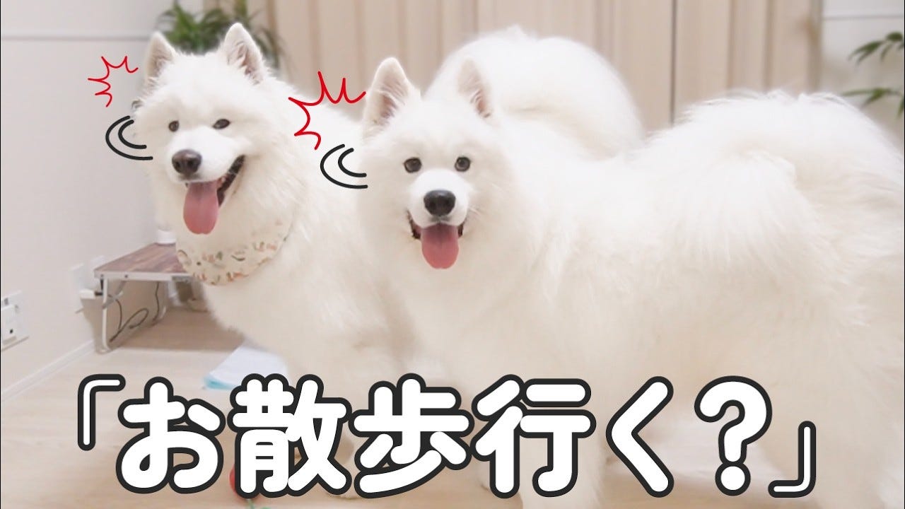 もふもふなサモエドのじゃれ合いが可愛すぎる！お散歩に誘われた2匹の反応が…