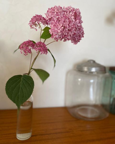 一人暮らしの部屋に花を飾ろう 毎日の暮らしに彩りを添える おすすめの飾り方 モデルプレス