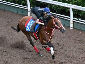 アメリカンステージはBCスプリントとBCターフスプリントを視野に調整