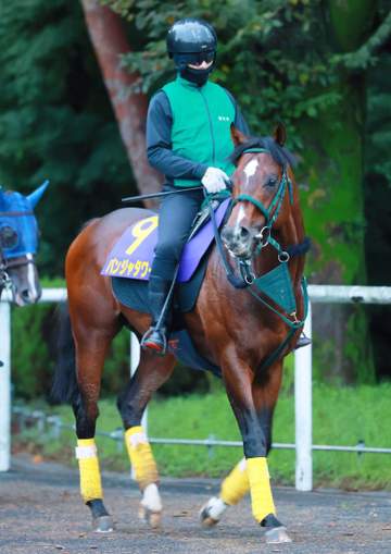 【スプリンターズS】パンジャタワー 絶好調松山とのコンビ継続で2つ目のG1奪取へ データも唯一の全項目クリア
