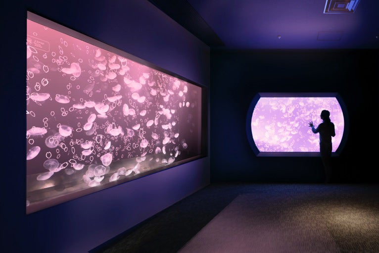 クラゲと桜／画像提供：すみだ水族館