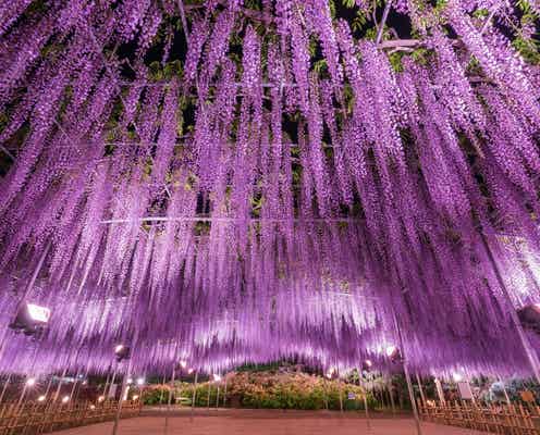 あしかがフラワーパーク「ふじのはな物語~大藤まつり2021~」幻想的な藤の花350本が春を告げる